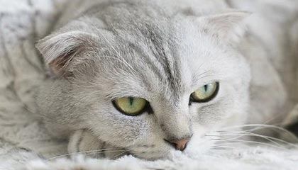 leyu-曼联后防线三人缺阵调整成关键，曼联后卫线